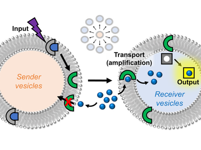 Cartoon depiction of intervesicular transport process