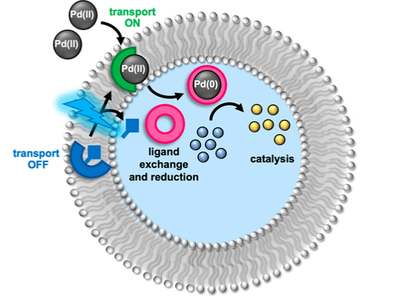 Cartoon depiction of transport and catalysis process