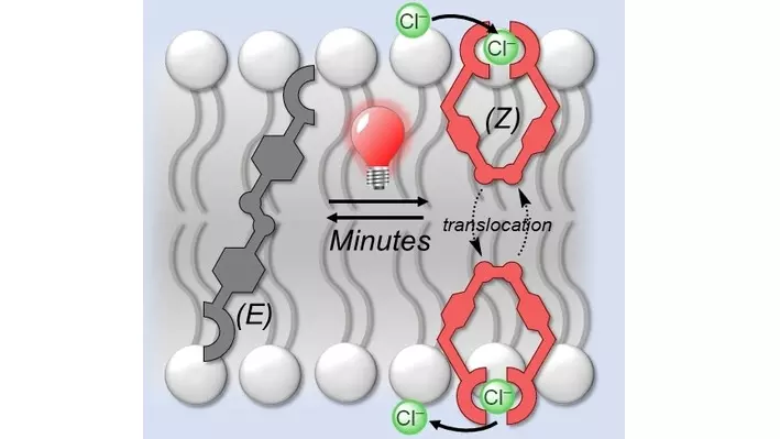 Cartoon depiction of photo-activated transport process