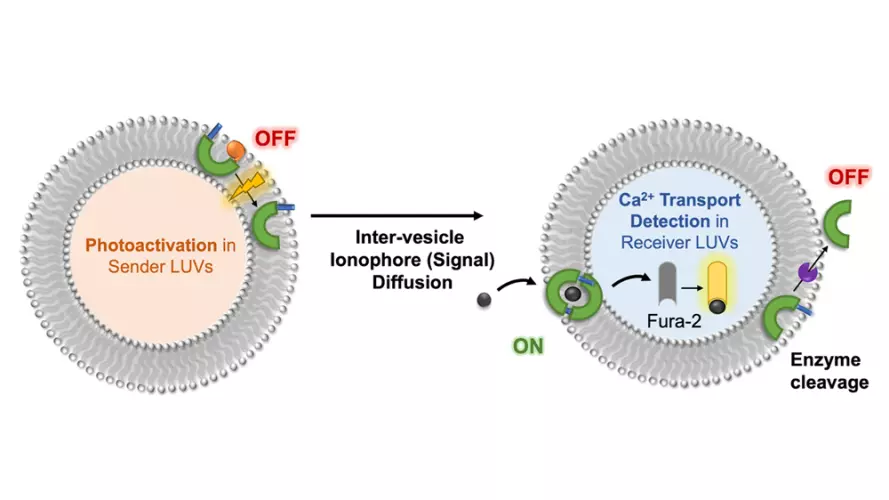 Cartoon depiction of inter-vesicular transport process