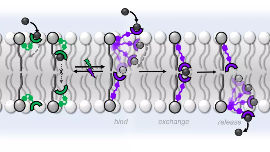 Cartoon depiction of relay transport process
