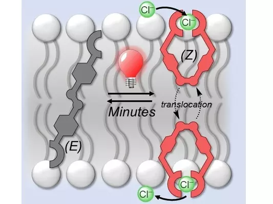 Cartoon depiction of photo-activated transport process