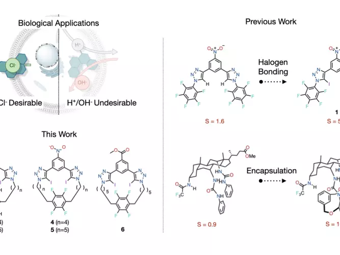 Chemical structures of ion transporters