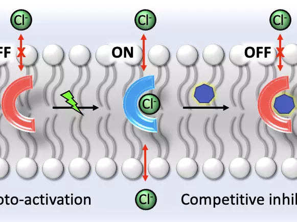 Cartoon depiction of stimuli-responsive transport process
