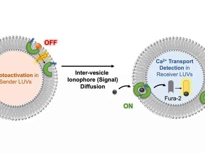 Cartoon depiction of inter-vesicular transport process