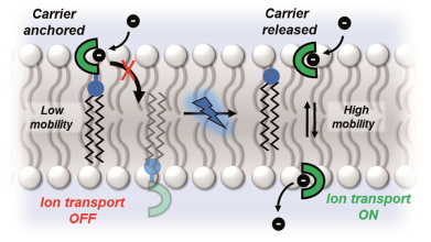 Cartoon depiction of photoactivated transport process