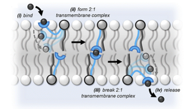 Cartoon depiction of relay transport process