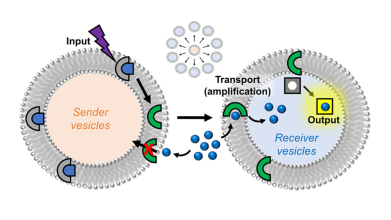 Cartoon depiction of intervesicular transport process
