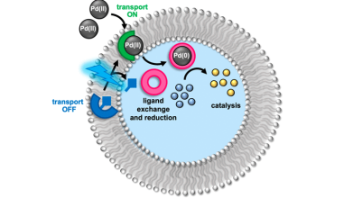 Cartoon depiction of transport and catalysis process