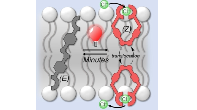Cartoon depiction of photo-activated transport process