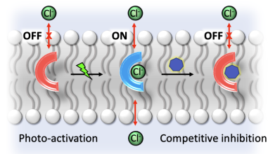 Cartoon depiction of stimuli-responsive transport process