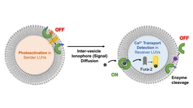 Cartoon depiction of inter-vesicular transport process