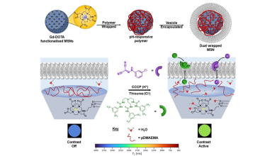 Cartoon depiction of transporter-mediated contrast activity in dual wrapped MSNs