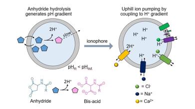 Cartoon depiction of active transport process