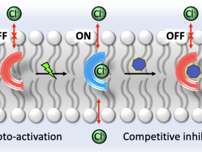 Cartoon depiction of stimuli-responsive transport process